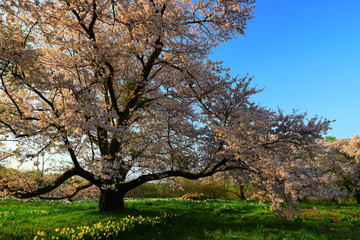 Fototapeta premium 岩手県奥州市 夕焼けと桜