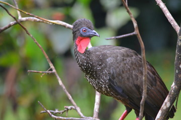 Guan