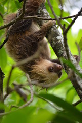 Two-toed sloth