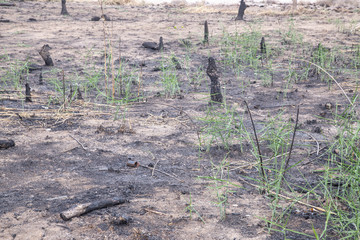 black extinct bonfire and brown branches in the forest,