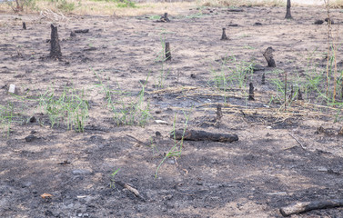 black extinct bonfire and brown branches in the forest