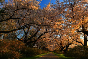 Fototapeta premium 夕焼けの桜並木