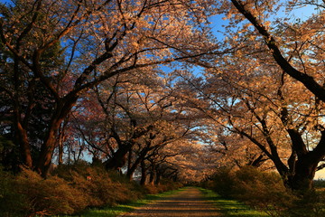 Fototapeta premium 夕焼けの桜並木
