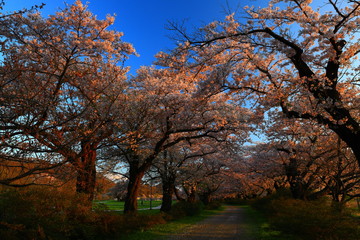 Fototapeta premium 夕焼けの桜並木