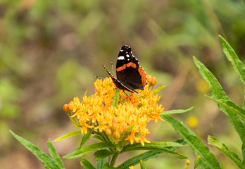 Red Admiral Butterfly sitting on an orange flower