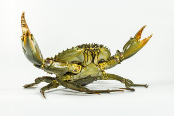 The big mud crab gets up in the fight stand and attacks on white background © Maxim