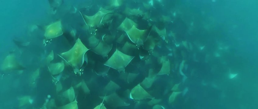  The big Flock of Mobula rays. Sea of Cortez. Baja California Sur. Mexico. Underwater video with little bit of noise.