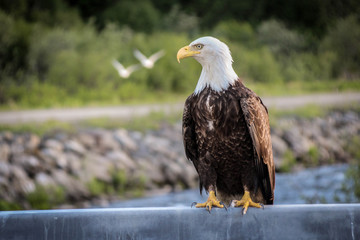 American Bald Eagle
