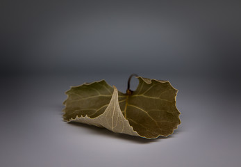 A dried leaf with a stem on a grey background. 