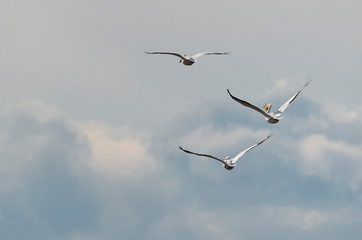 Pelicans and Clouds 1