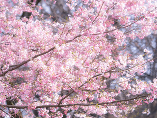 桜　cherryblossom 