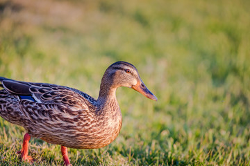 Mallard Duck Close Up