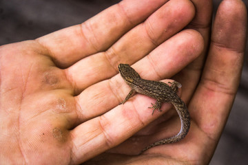 lizard in hand