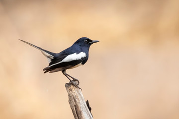 Image of Oriental magpie robin (Copsychus saularis) on a tree branch on white background. Birds. Animal.