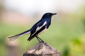 Image of Oriental magpie robin (Copsychus saularis) on cement posts on nature background. Birds. Animal.