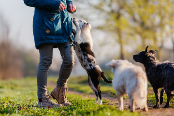 woman walks with cute small dogs outdoors