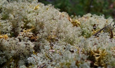 Lichen and Moss