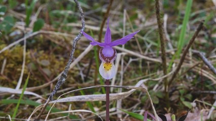 Venus Slipper