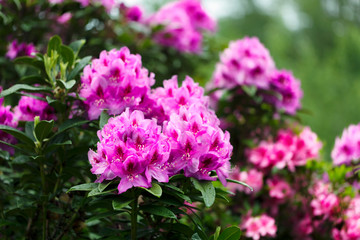 Rhododendron flowers in full bloom during springtime