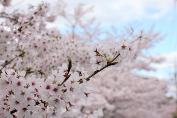 桜