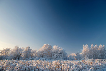 Winter landscape with snowy trees