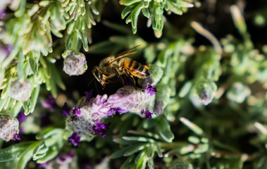 Lavender and Bees