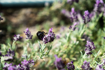 Lavender and Bees