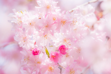 桜 cherryblossom 