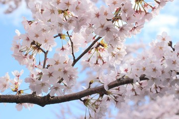 桜