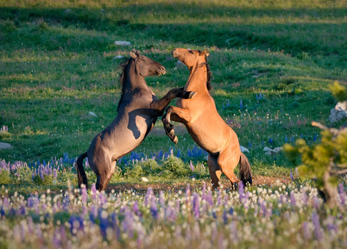 Wild Mustangs Playing 1z