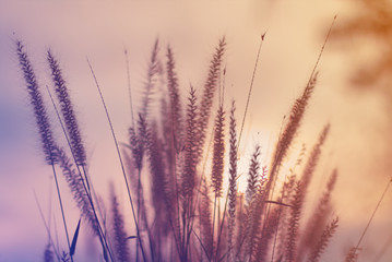 Beautiful grass flowers with warm morning sun with pastel color.