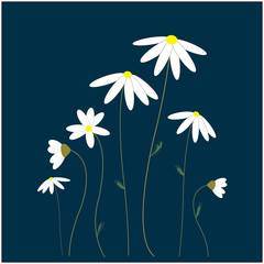 Daisies on blue background