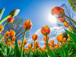 Obraz premium チューリップ tulip