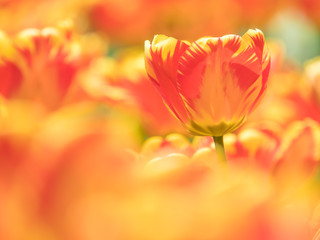 Fototapeta na wymiar チューリップ tulip