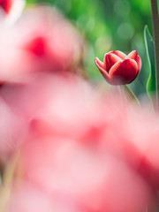 チューリップ tulip