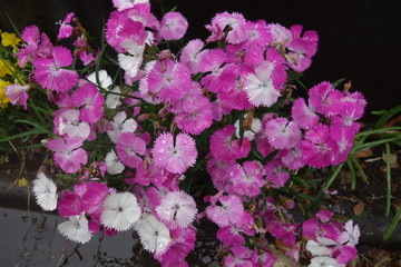 雨に濡れた紫の撫子の花