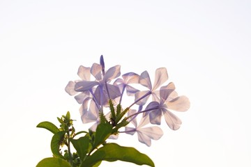 blue flowers isolated on white