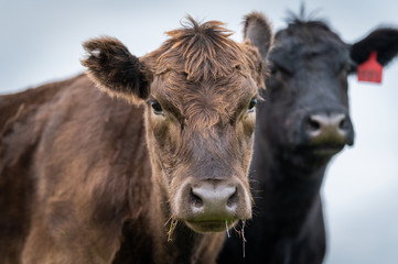 Beef cows and calfs grazing on grass in south west victoria, Australia. eating hay and silage....