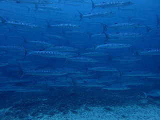 シパダンの海を泳ぐバラクーダの大群