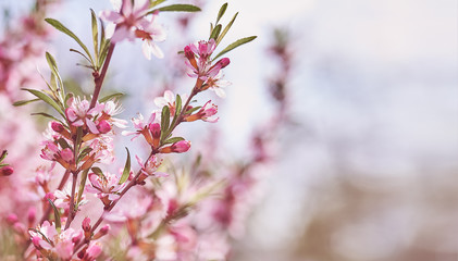 Blossoming branch pink almond tree. Bright colorful spring flowers. Bright colorful spring flowers