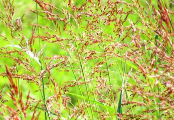 日本の田舎の風景　11月　野の草　ヒメアブラス