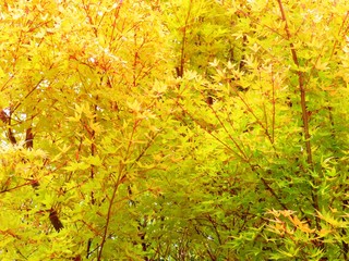 日本の田舎の風景　11月　黄葉　もみじ