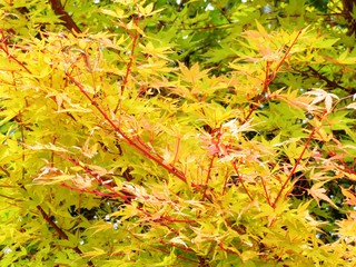 日本の田舎の風景　11月　黄葉　もみじ