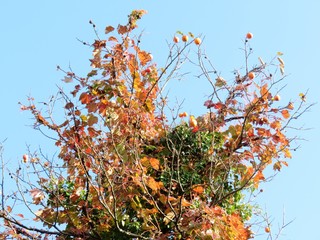 日本の田舎の風景　11月　柿の実と蔦の紅葉