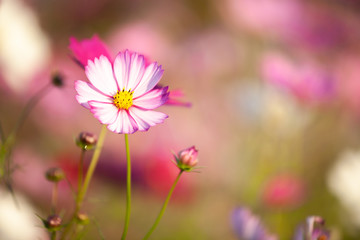 コスモスの花畑