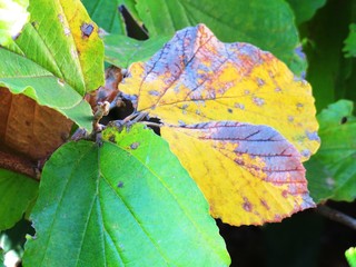 日本の田舎の風景　11月　黄葉