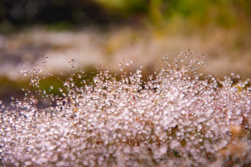 水の付いた植物