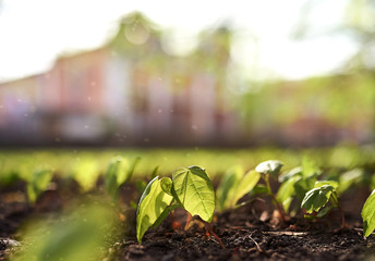 Close up view of seedlings planted in the soil on a mansion background. The concept of the birth of a new life