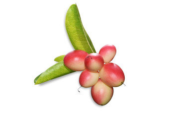 Miracle fruit isolated on a white background. Clipping path