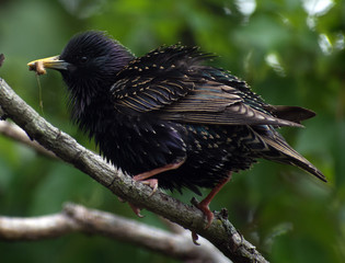 A black starling sits on a branch.